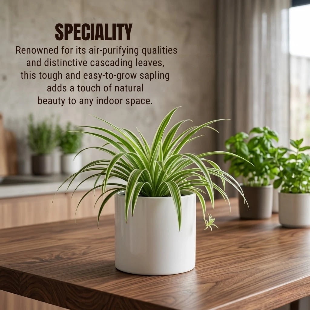 Spider Plant Sapling (1pc)