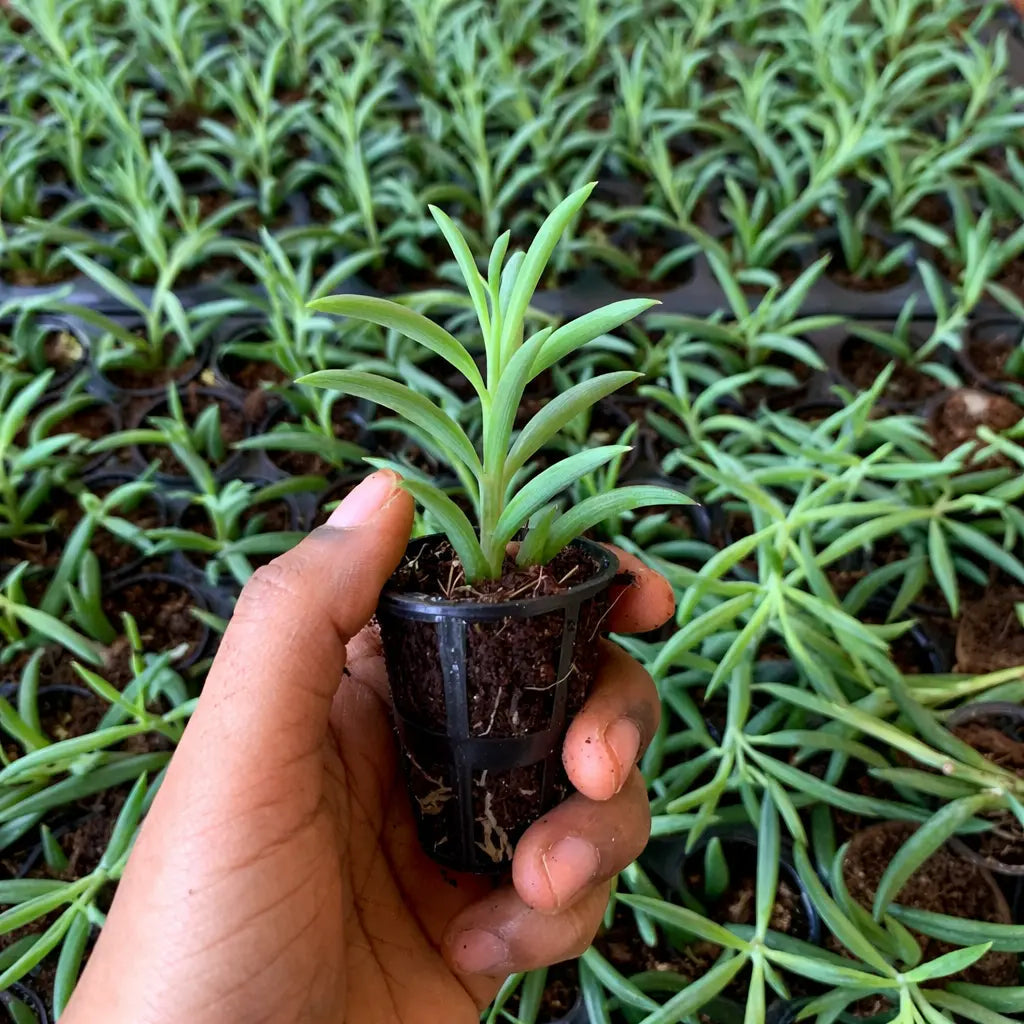 String of Bananas Plant Sapling (1pc)