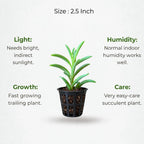String of Bananas Plant Sapling (1pc)