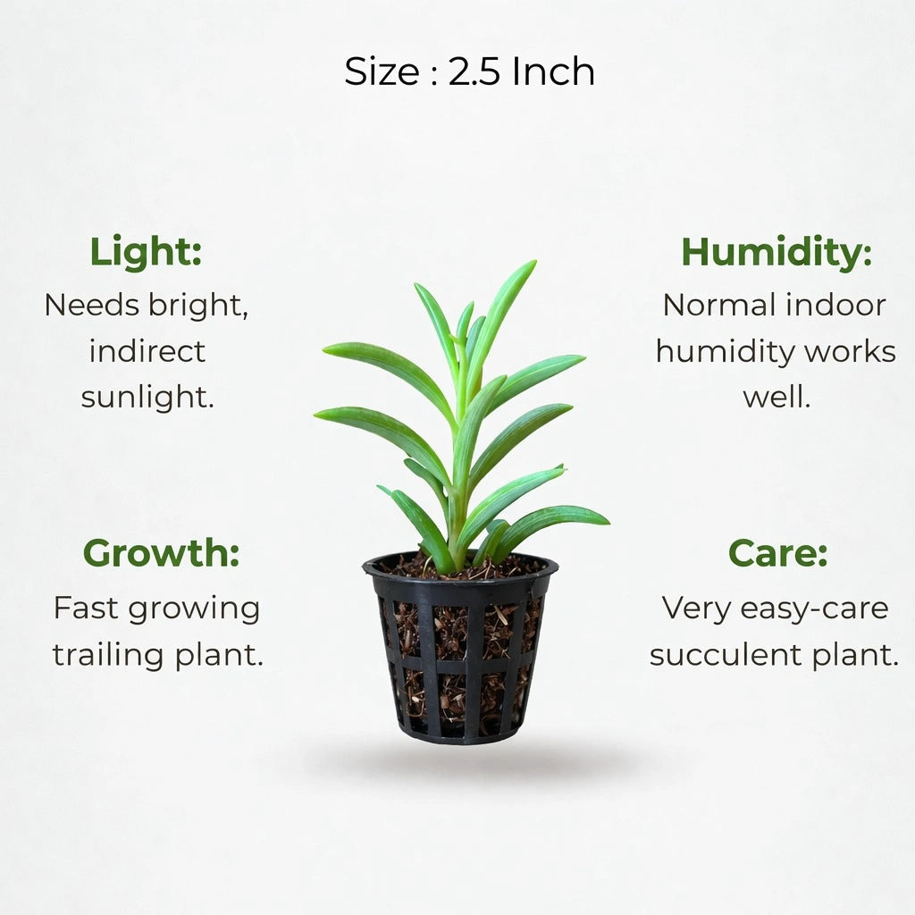 String of Bananas Plant Sapling (1pc)