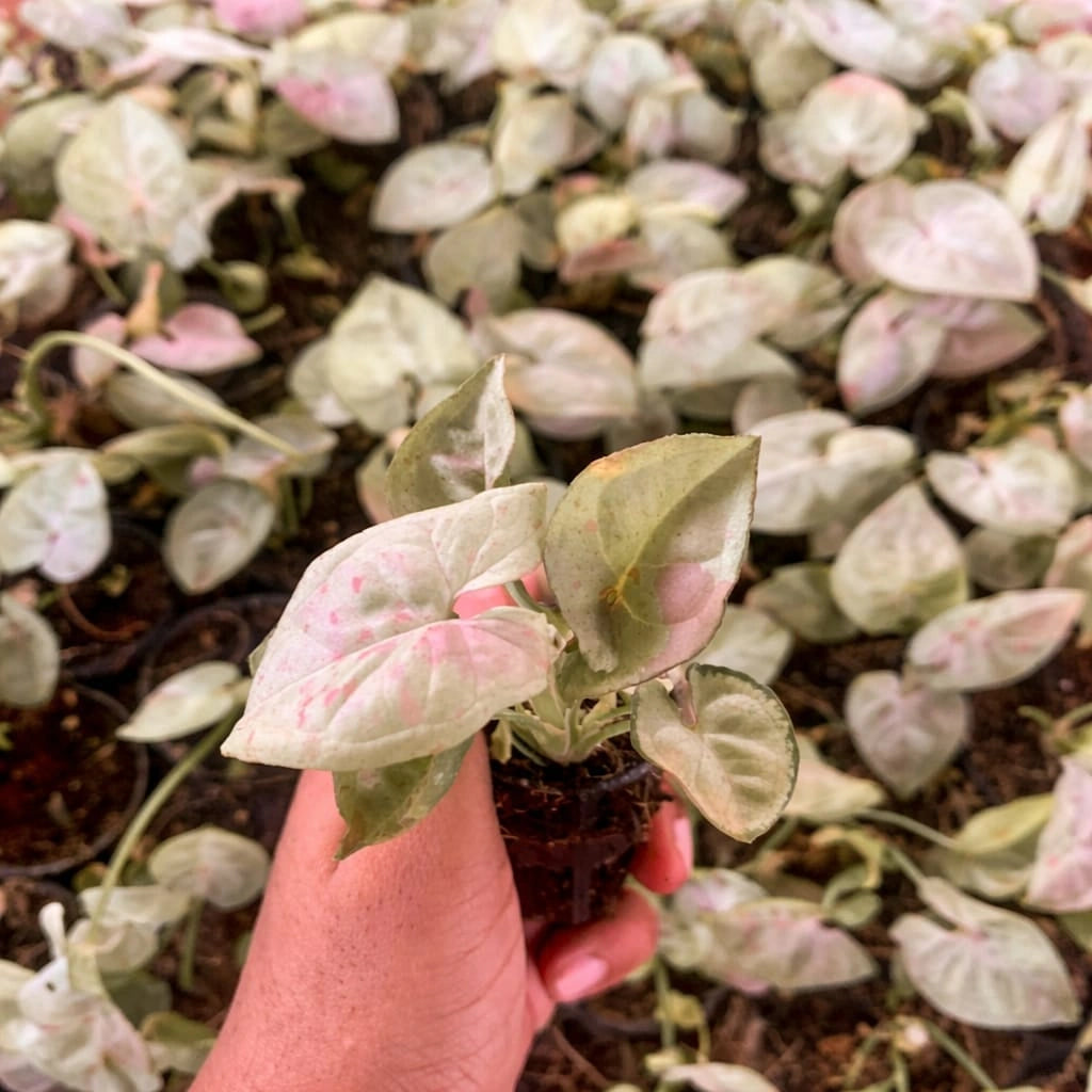 Syngonium Confetti Plant Sapling (1pc)