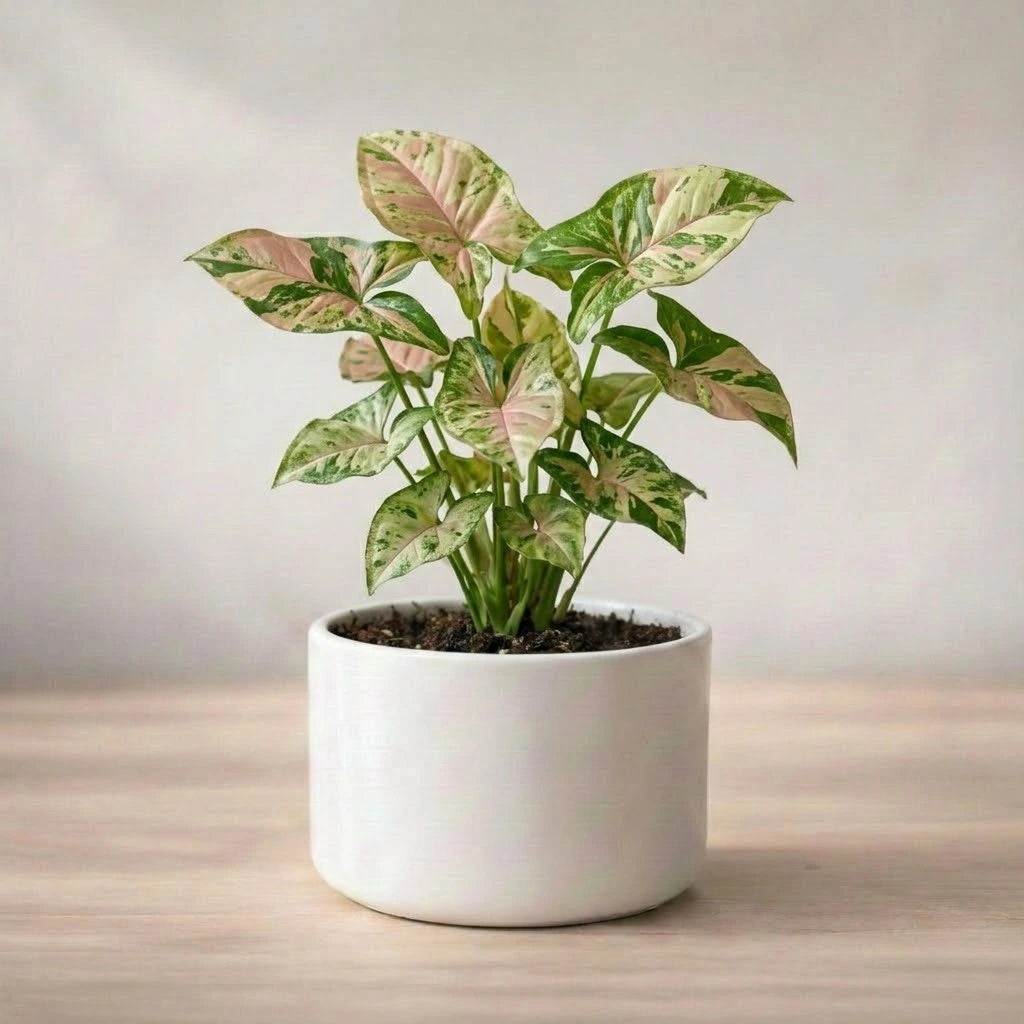 Syngonium Confetti Plant Sapling (Pack of 5)