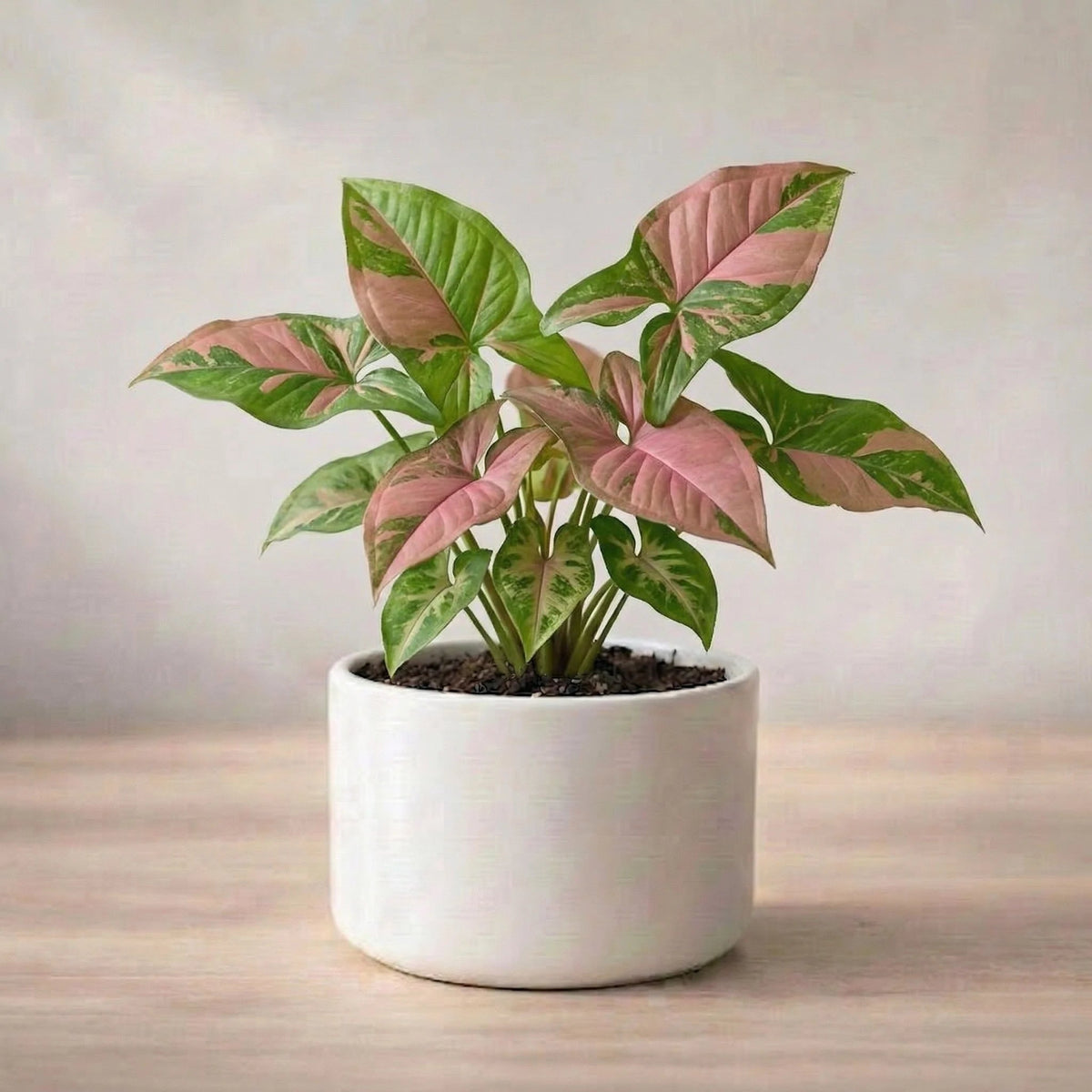 Syngonium Pink Plant Sapling (1pc)
