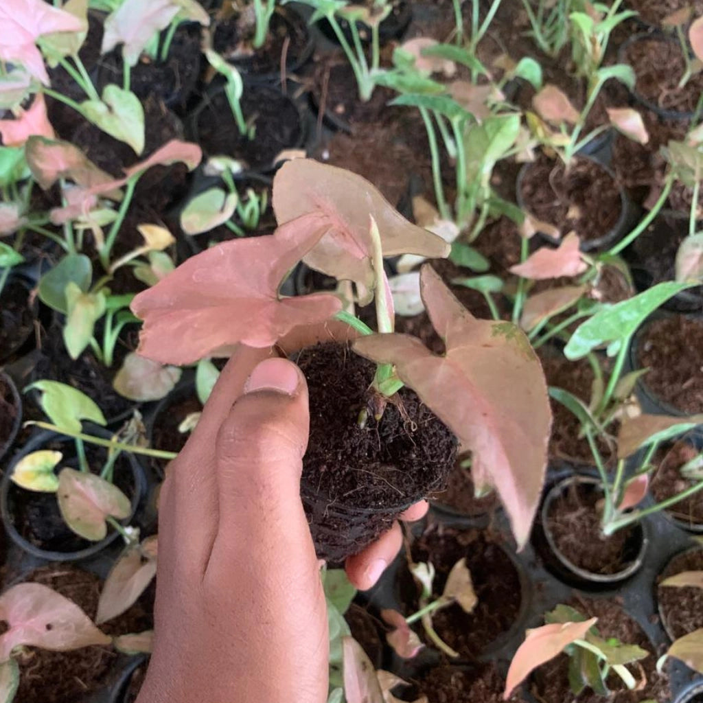 Syngonium Pink Plant Sapling (1pc)
