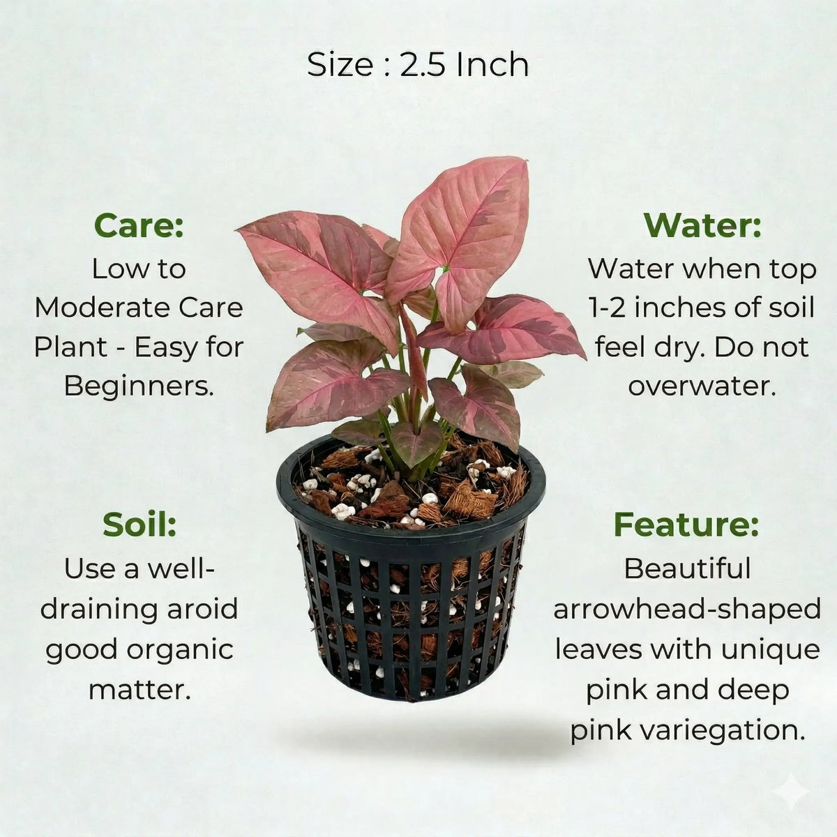 Syngonium Pink Plant Sapling (1pc)