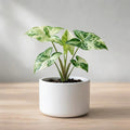 Syngonium Variegated Plant Sapling(1pc)