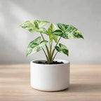 Syngonium Variegated Plant Sapling(1pc)