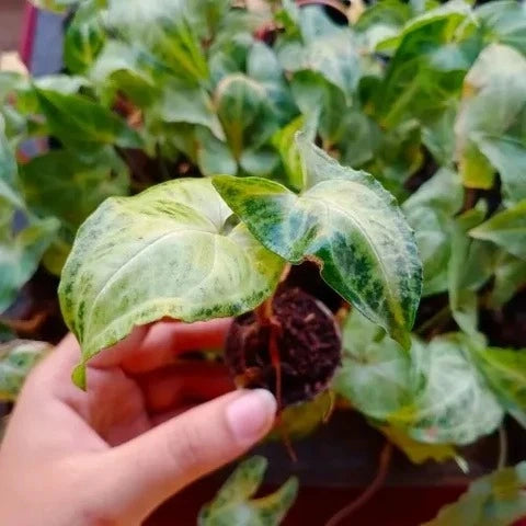 Syngonium Variegated Plant Sapling(1pc)