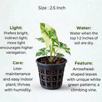 Syngonium Variegated Plant Sapling(1pc)