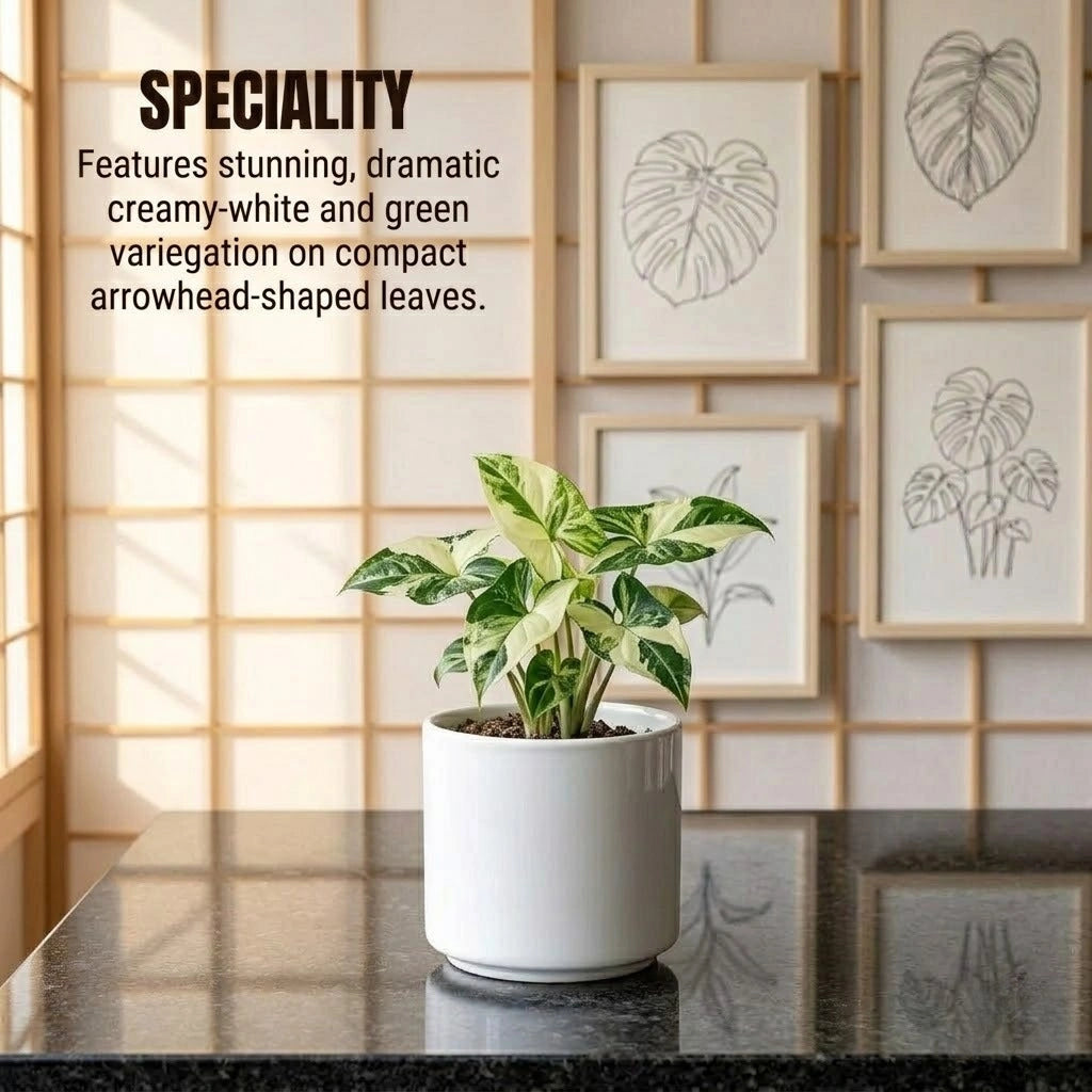 Syngonium Variegated Plant Sapling(1pc)