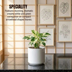 Syngonium Variegated Plant Sapling(1pc)