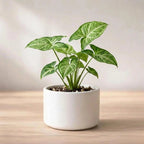 Syngonium plant sapling (1pc)