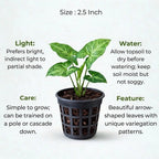 Syngonium plant sapling (1pc)