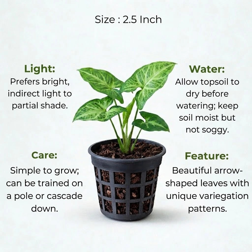 Syngonium plant sapling (1pc)