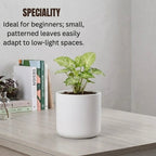 Syngonium plant sapling (1pc)