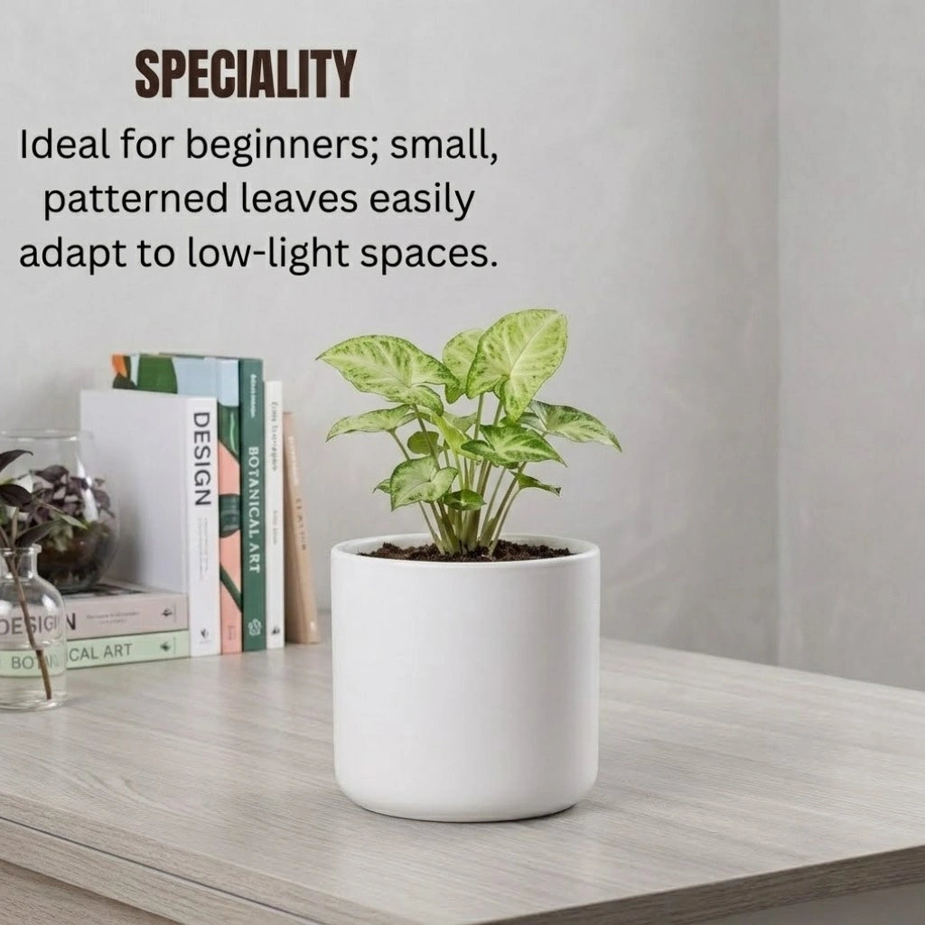 Syngonium plant sapling (1pc)