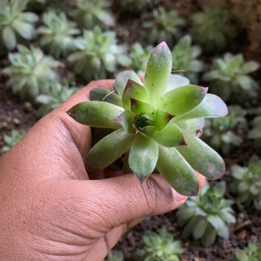 The Easy-Care Starter Duo