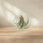 Tillandsia Lonantha Air Plant Live (1Pc)