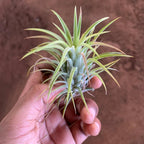 Tillandsia Lonantha Air Plant Live (1Pc)