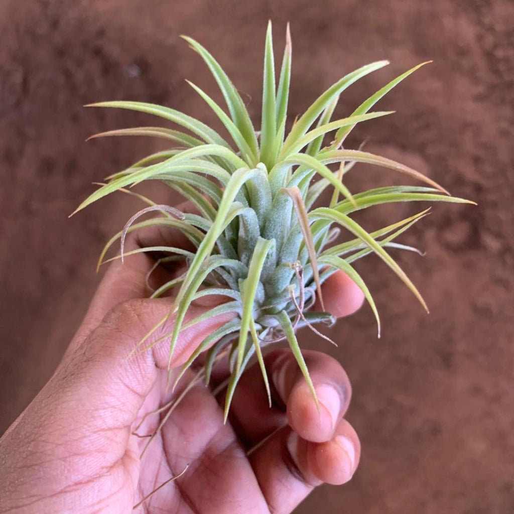 Tillandsia Lonantha Air Plant Live (1Pc)