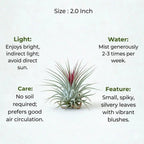 Tillandsia Lonantha Air Plant Live (1Pc)