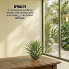 Tillandsia Lonantha Air Plant Live (1Pc)