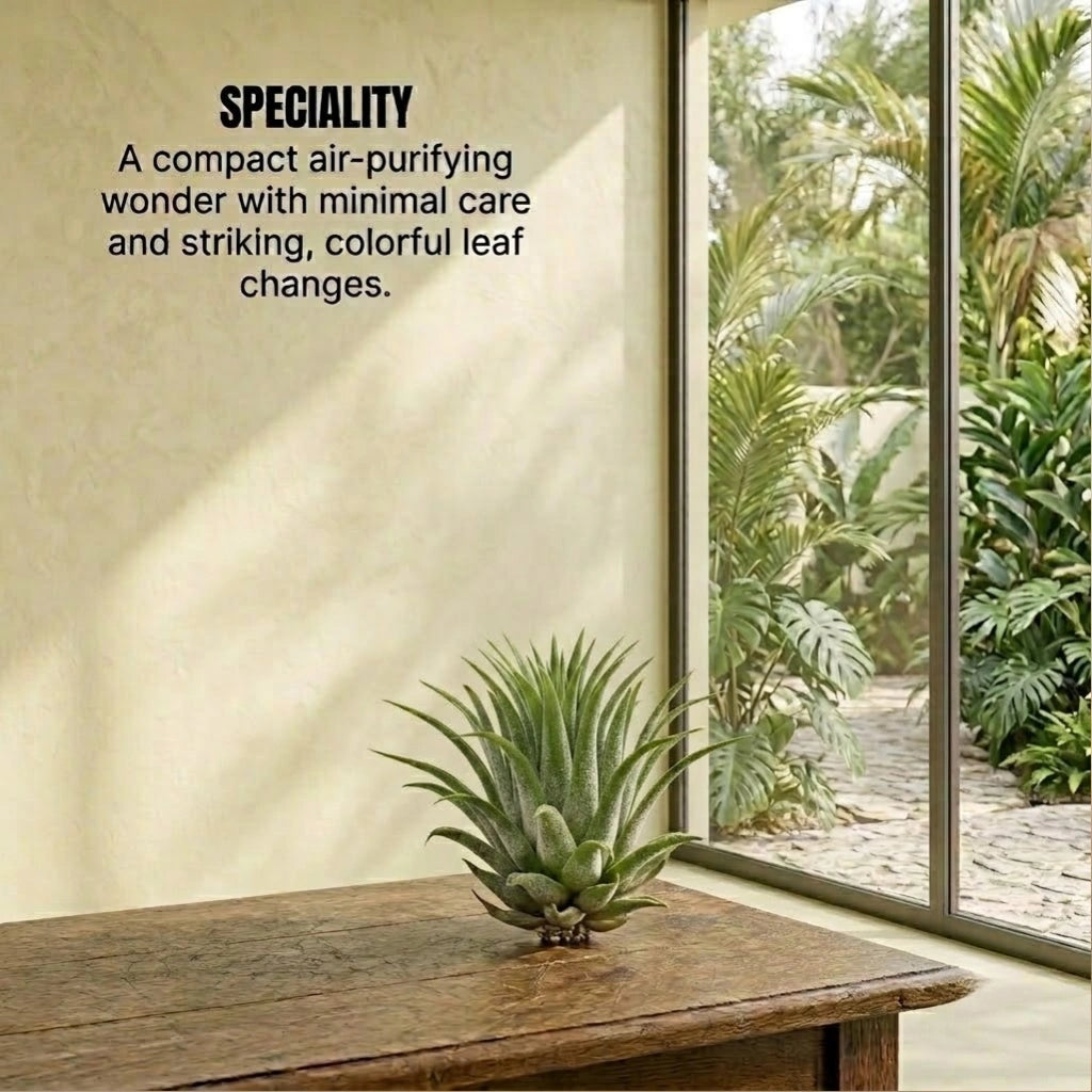Tillandsia Lonantha Air Plant Live (1Pc)