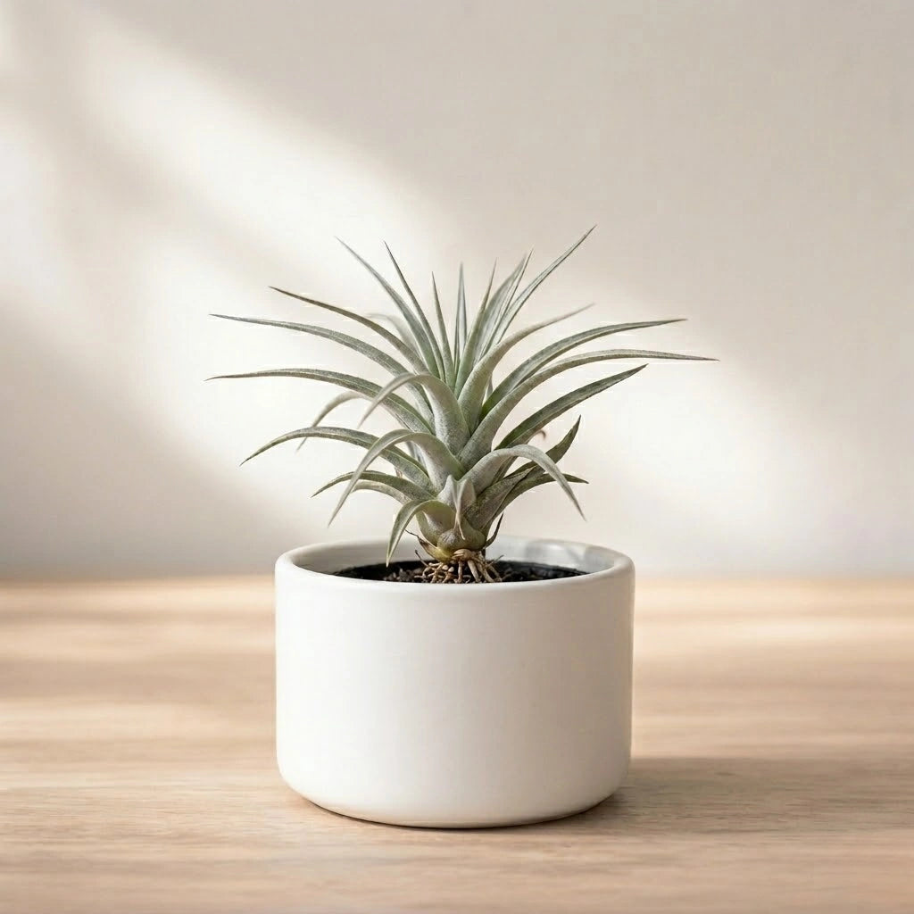 Tillandsia Secunda Silver Air Plant Sapling (1Pc)