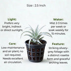 Tillandsia Secunda Silver Air Plant Sapling (1Pc)
