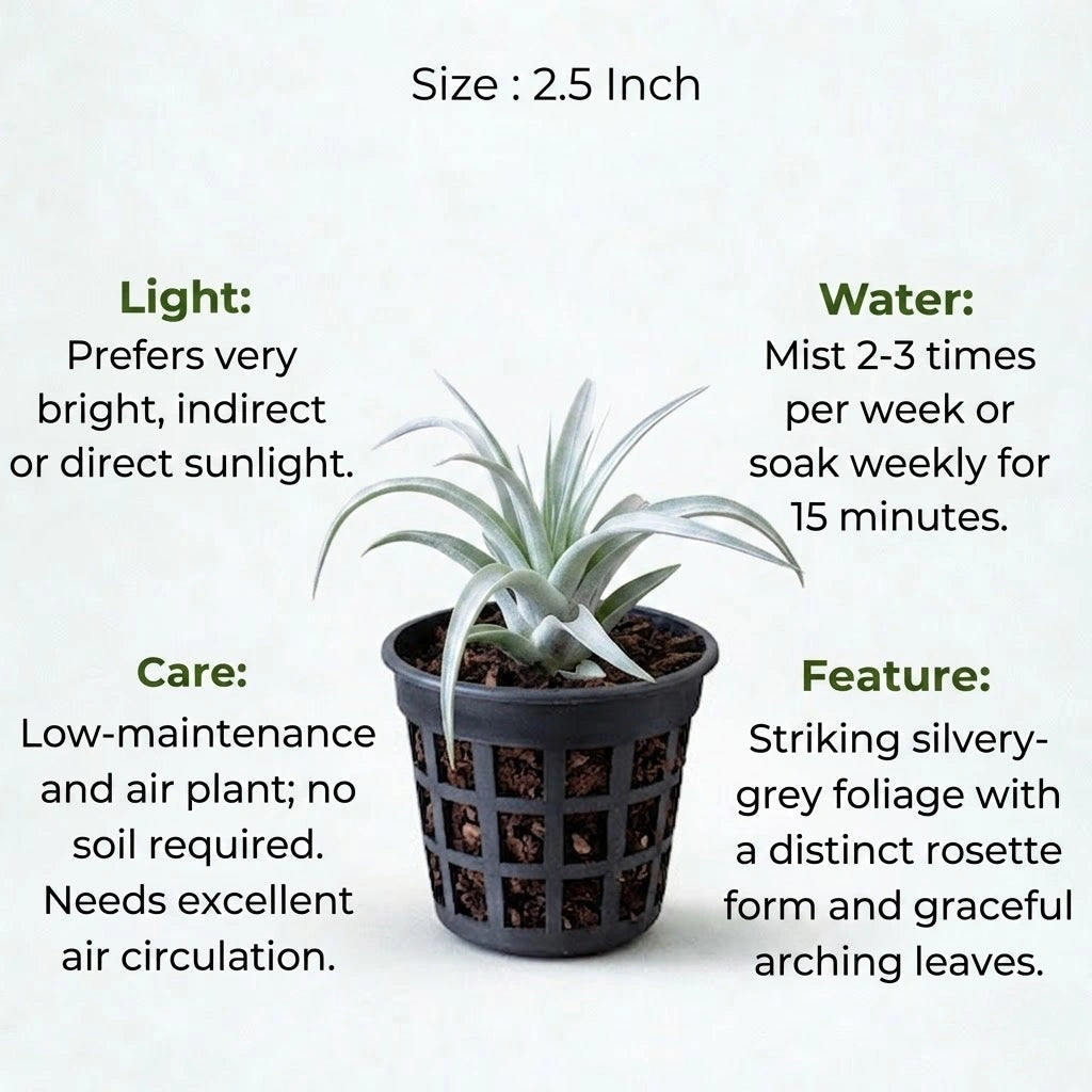 Tillandsia Secunda Silver Air Plant Sapling (1Pc)
