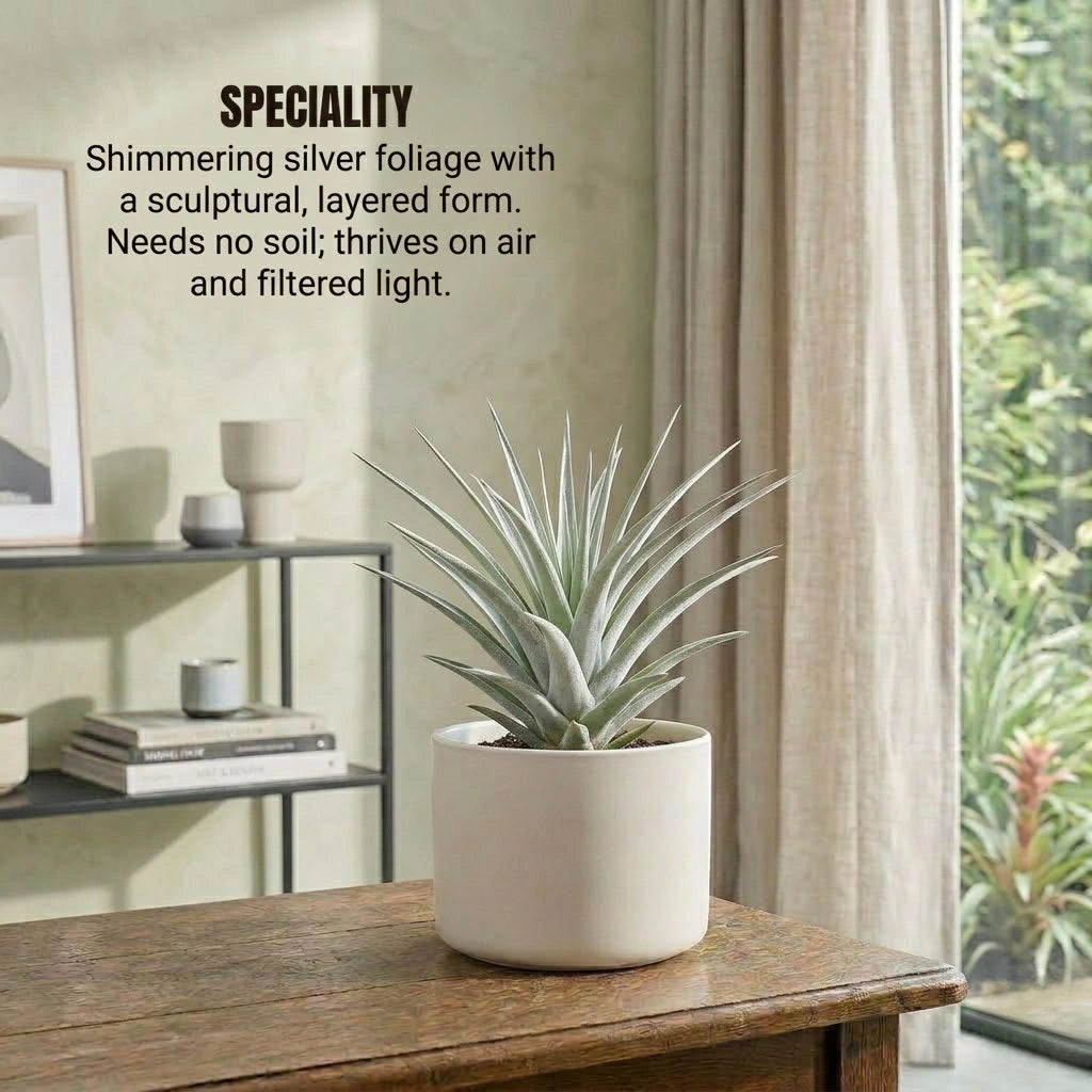 Tillandsia Secunda Silver Air Plant Sapling (1Pc)