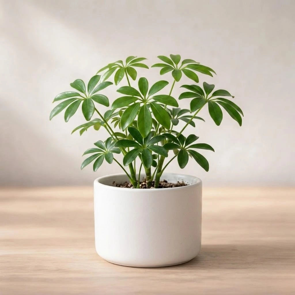 Umbrella Tree Plant Sapling(1pc)