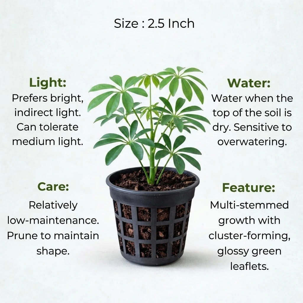 Umbrella Tree Plant Sapling(1pc)