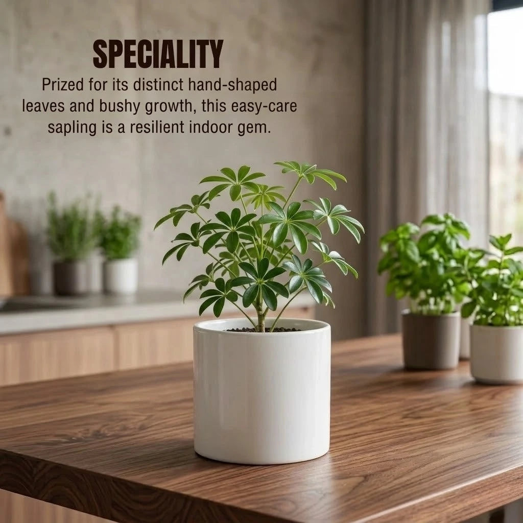 Umbrella Tree Plant Sapling(1pc)
