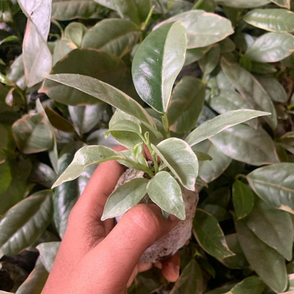 Variegated Rubber Plant Sapling (1Pc)