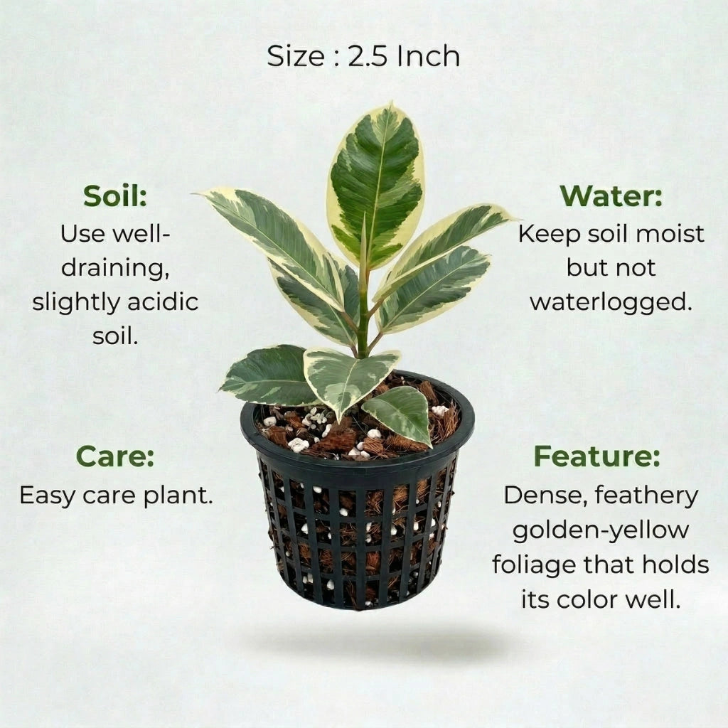 Variegated Rubber Plant Sapling (1Pc)