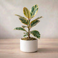 Variegated Rubber Plant Sapling (Pack of 5)