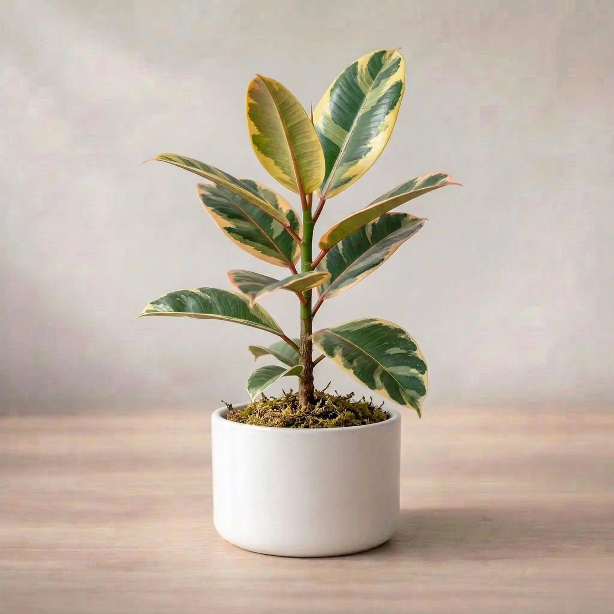Variegated Rubber Plant Sapling (Pack of 5)