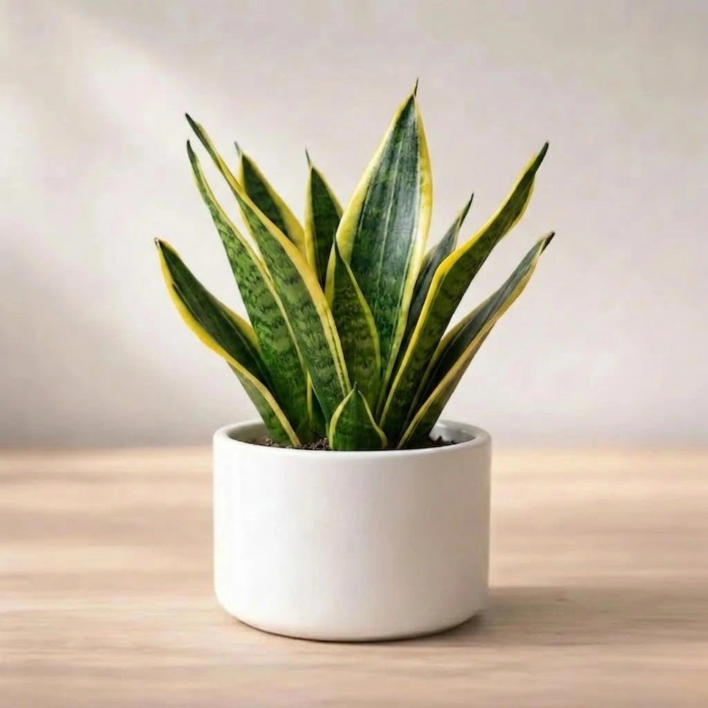Variegated Sansevieria Golden Plant (1pc)