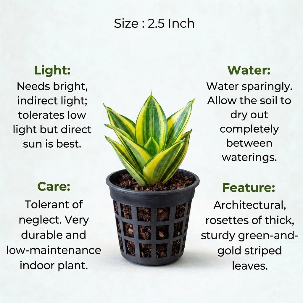 Variegated Sansevieria Golden Plant (1pc)