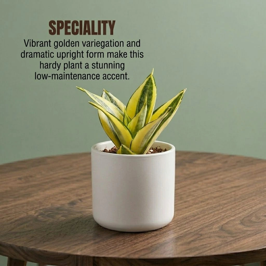 Variegated Sansevieria Golden Plant (1pc)