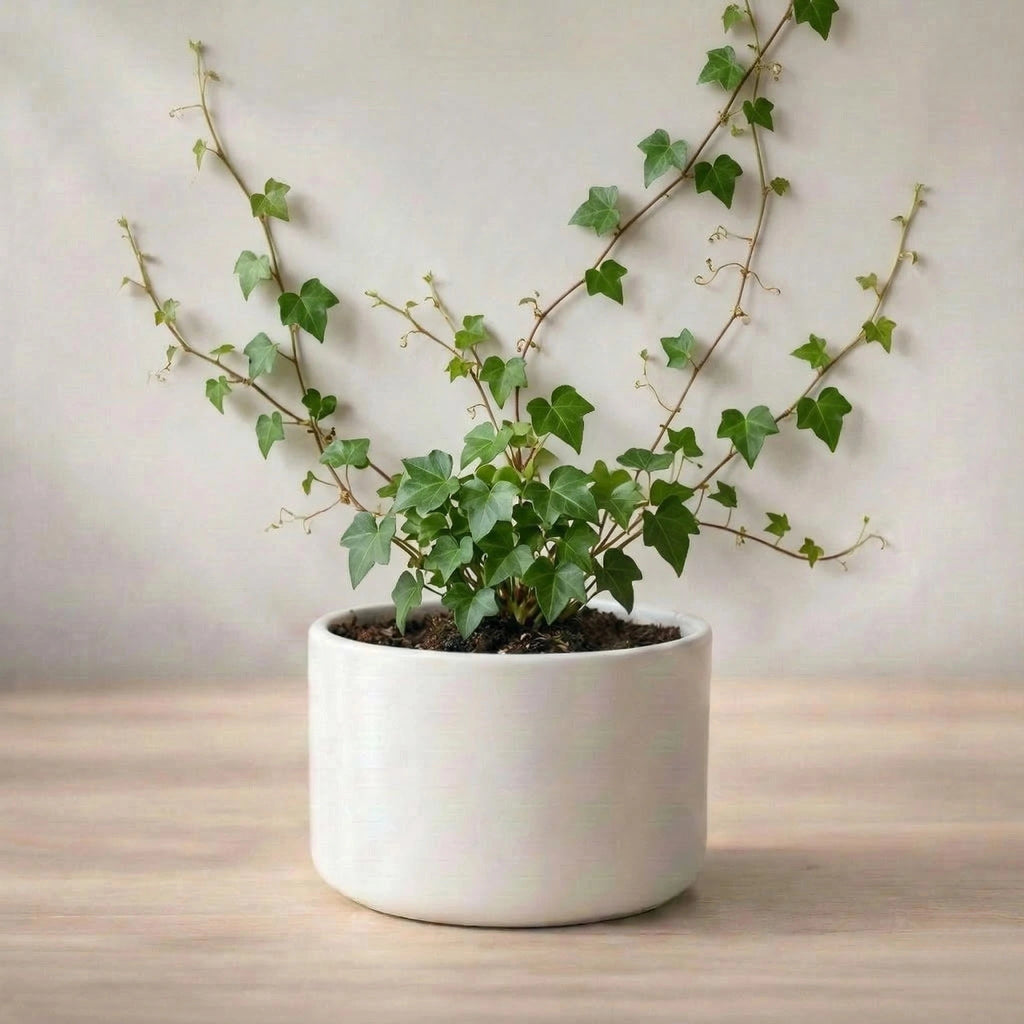 Wall Creeper Plant sapling (1pc)