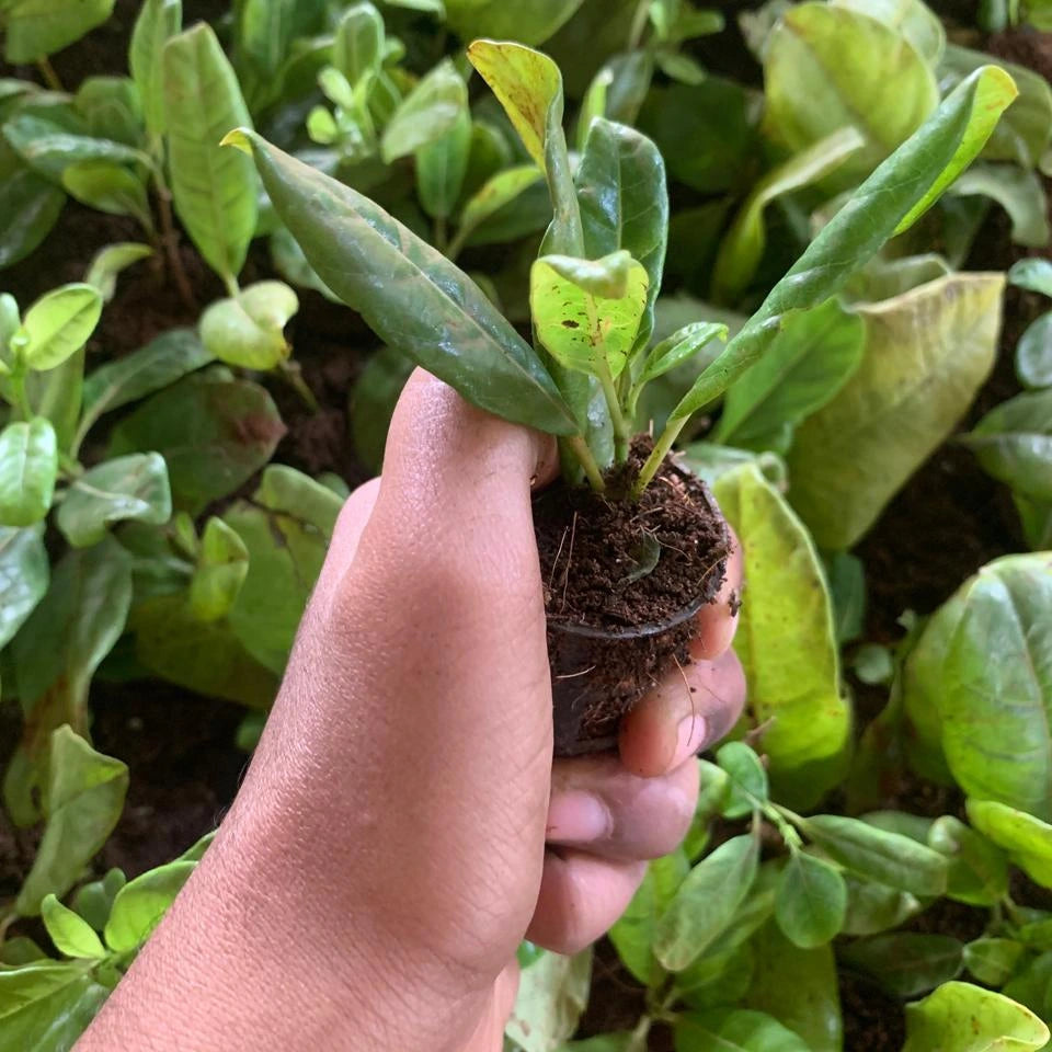 Wall Creeper Plant sapling (1pc)