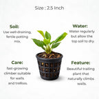 Wall Creeper Plant sapling (1pc)