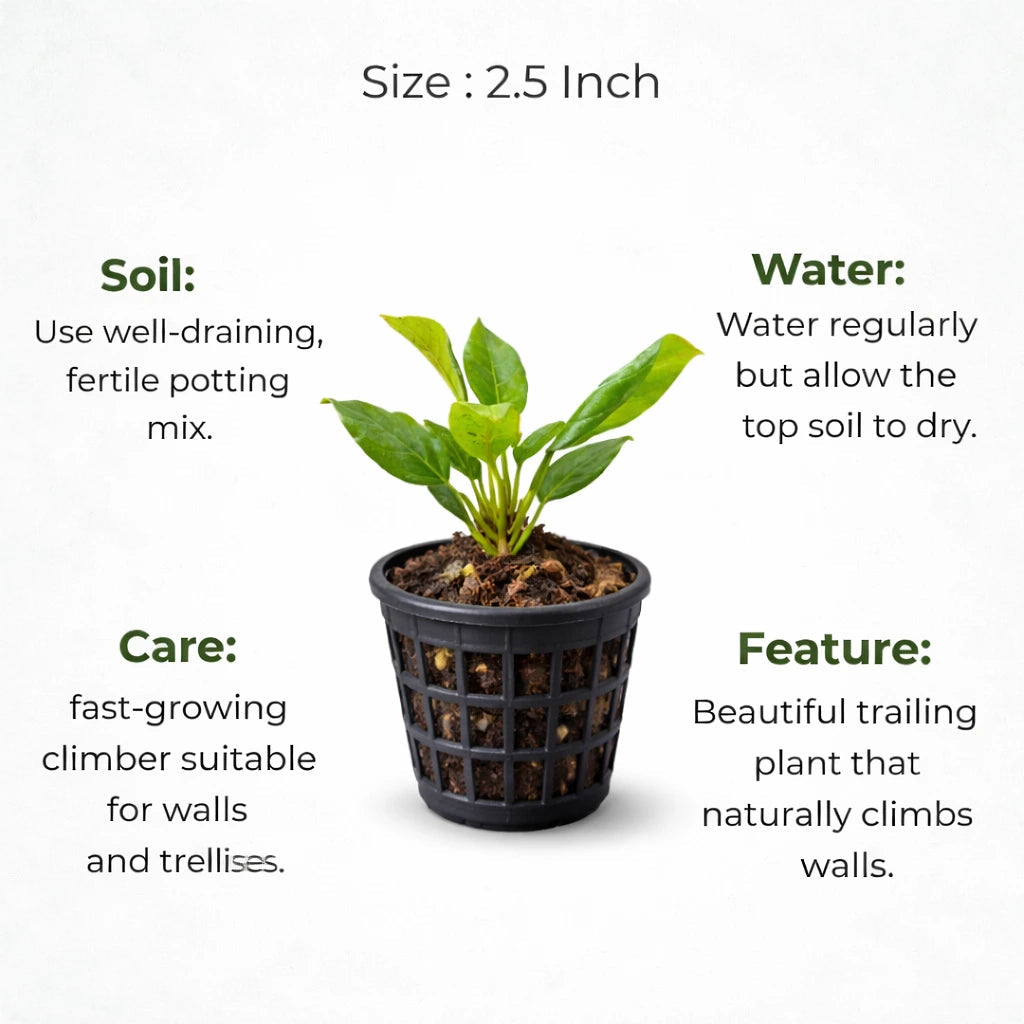 Wall Creeper Plant sapling (1pc)