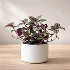 Wandering Jew Plant Sapling (1pc)