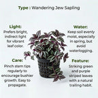 Wandering Jew Plant Sapling (1pc)