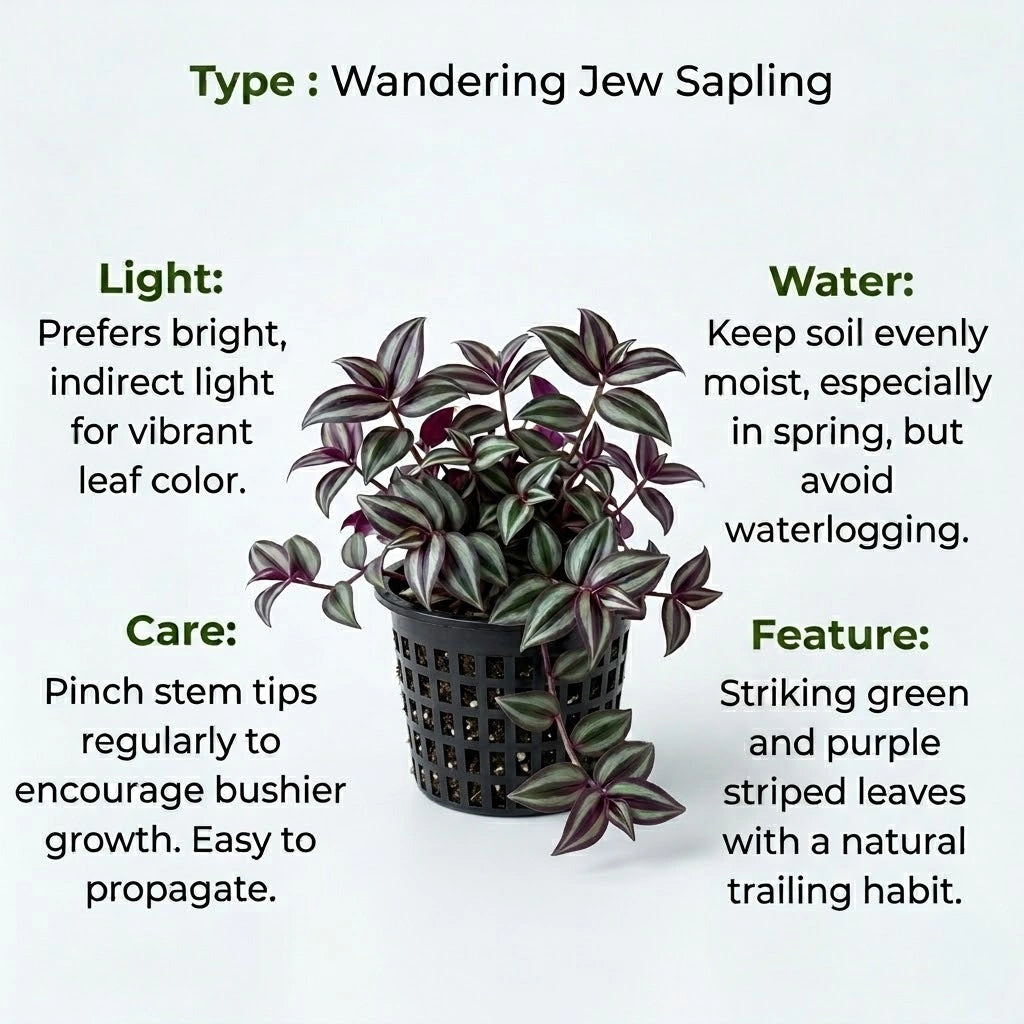 Wandering Jew Plant Sapling (1pc)