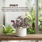 Wandering Jew Plant Sapling (1pc)