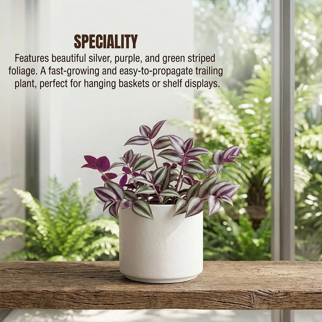 Wandering Jew Plant Sapling (1pc)